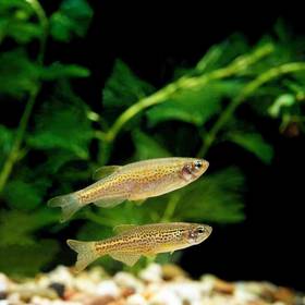 Danio
