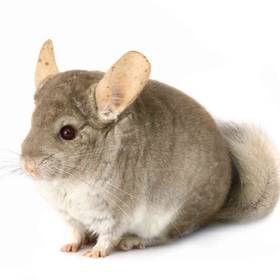 Chinchilla
