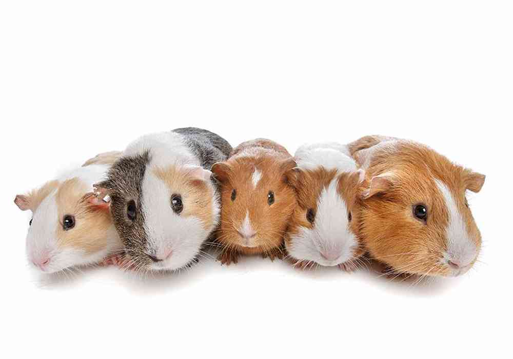 Image of a pet breed in the gallery