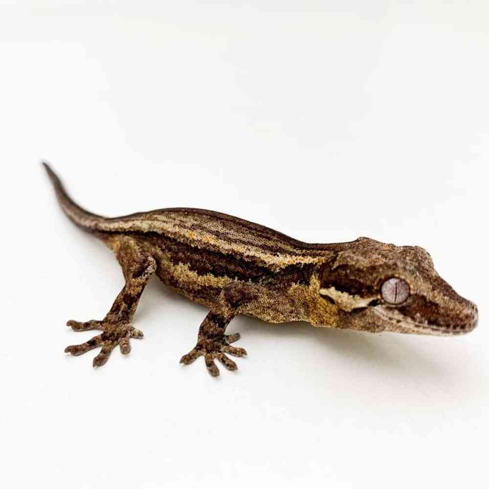 Image of a pet breed in the gallery