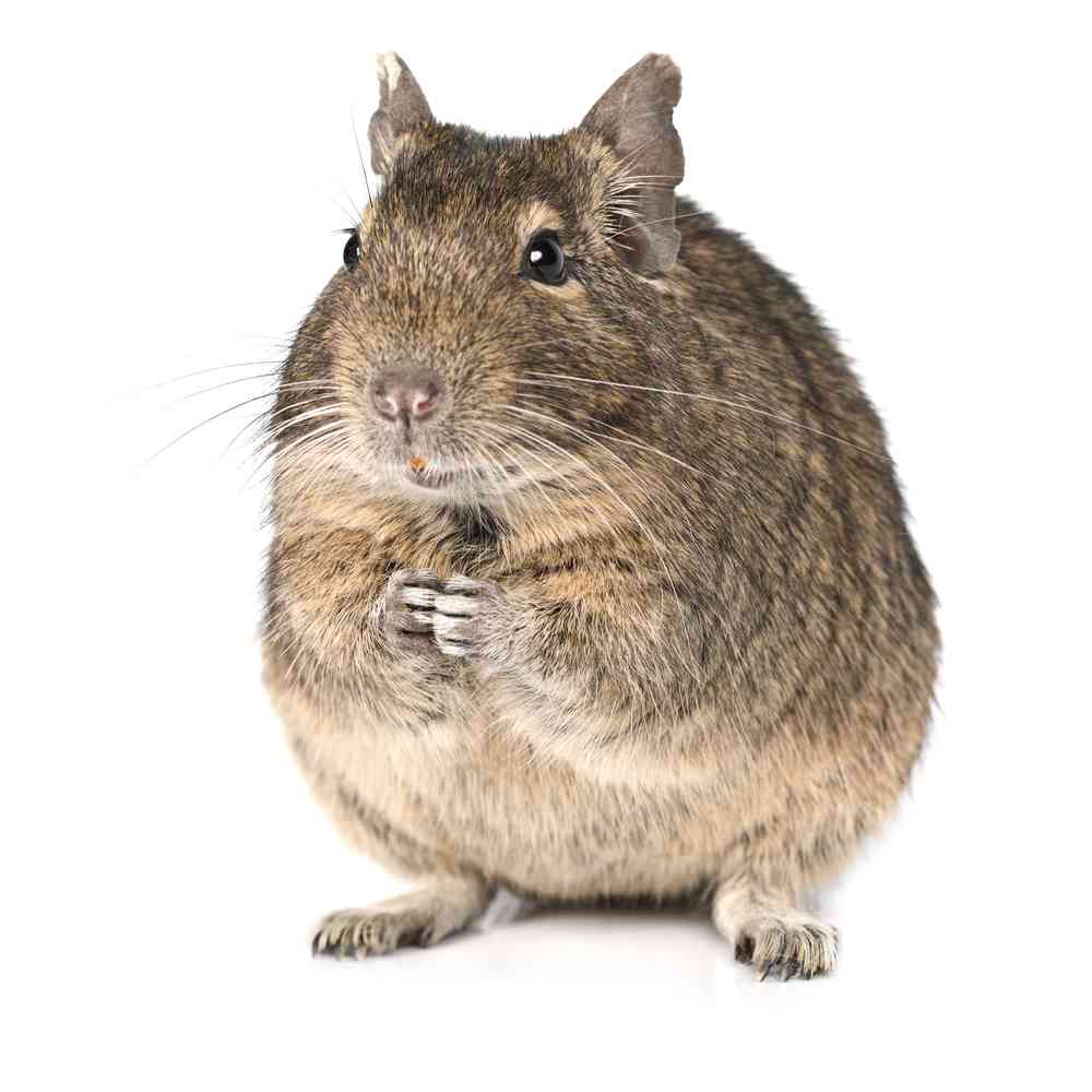 Image of a pet breed in the gallery