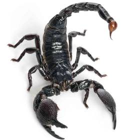 Scorpion