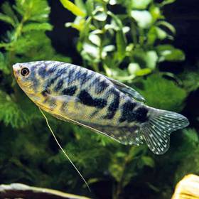 Gourami