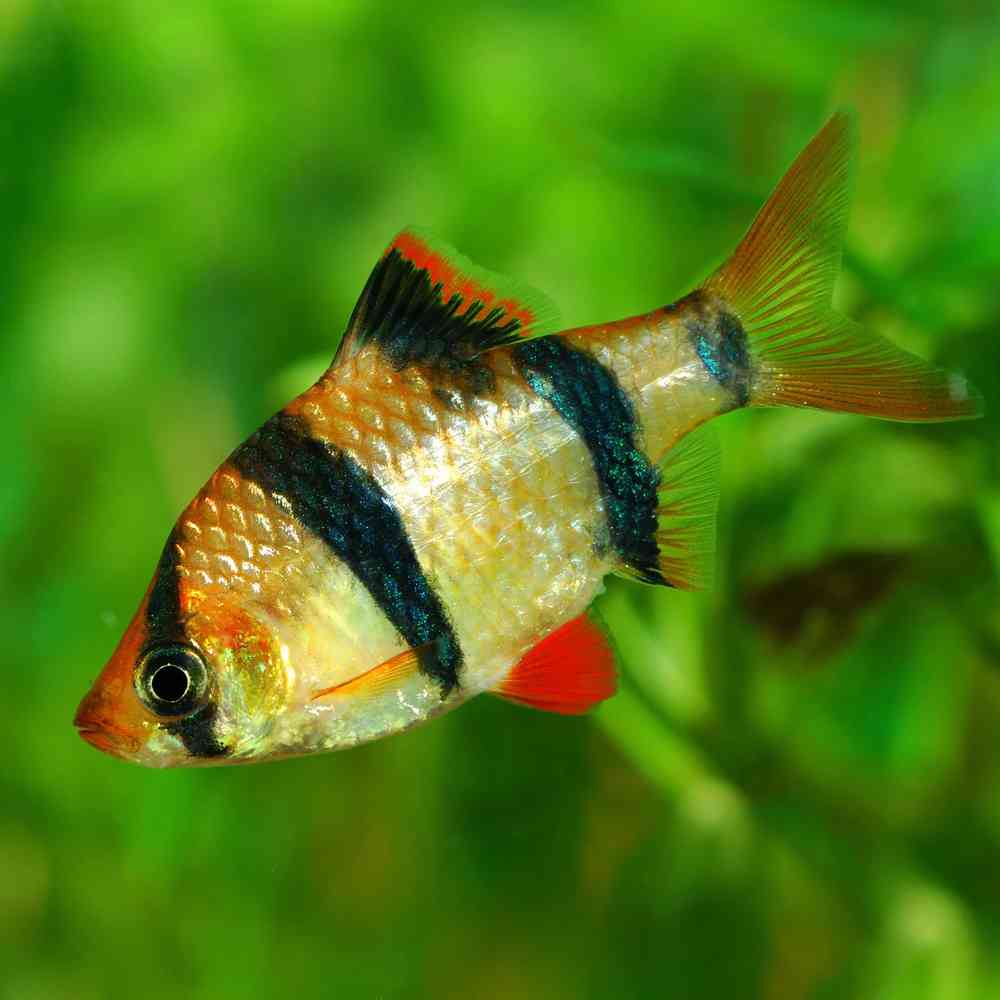 Image of a pet breed in the gallery