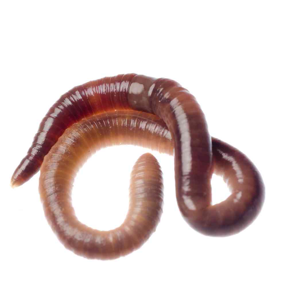 Image of a pet breed in the gallery