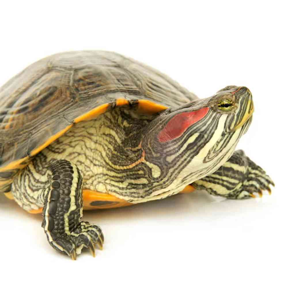 Image of a pet breed in the gallery