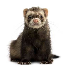 Ferret