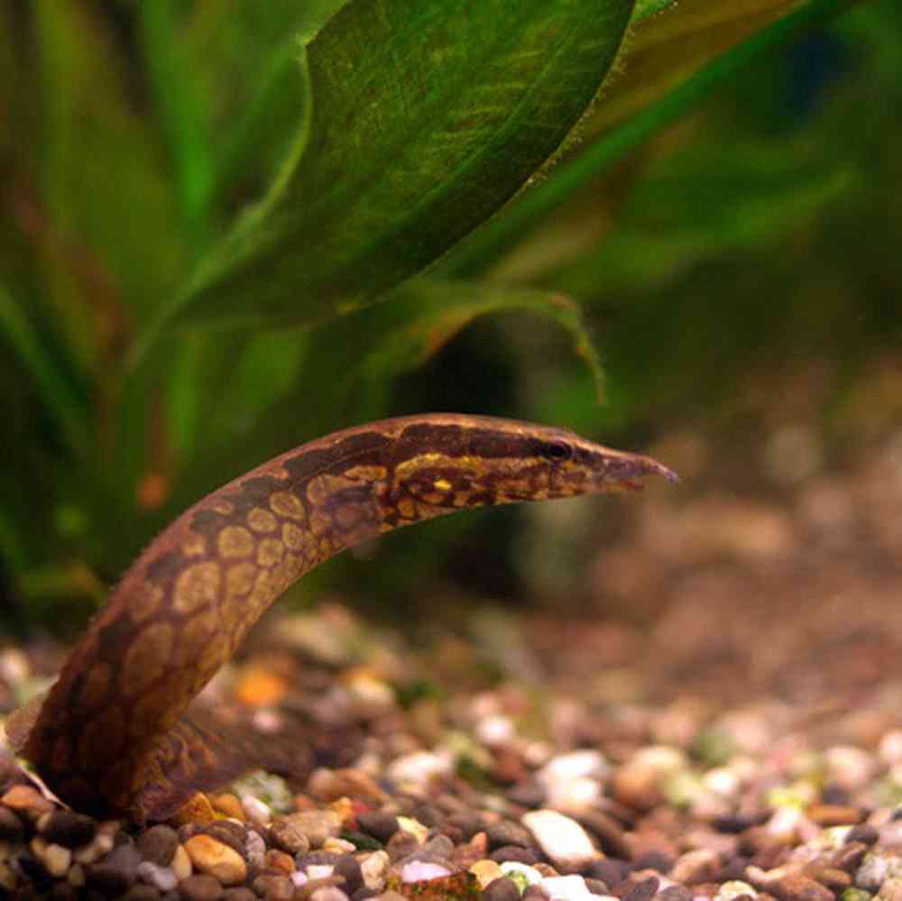 Image of a pet breed in the gallery