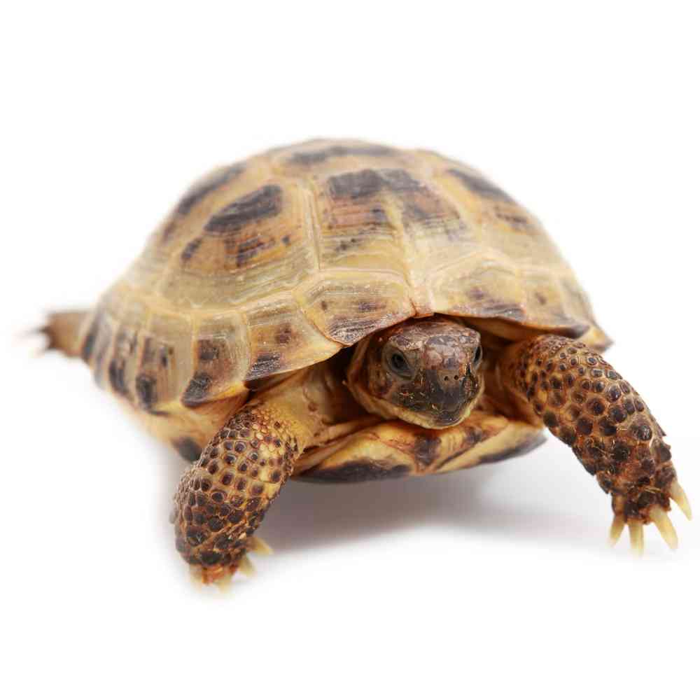 Image of a pet breed in the gallery