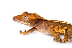 Crested Gecko