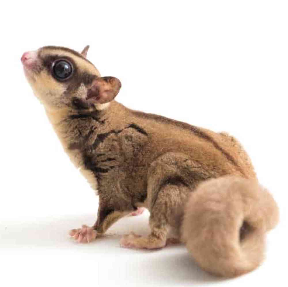 Image of a pet breed in the gallery