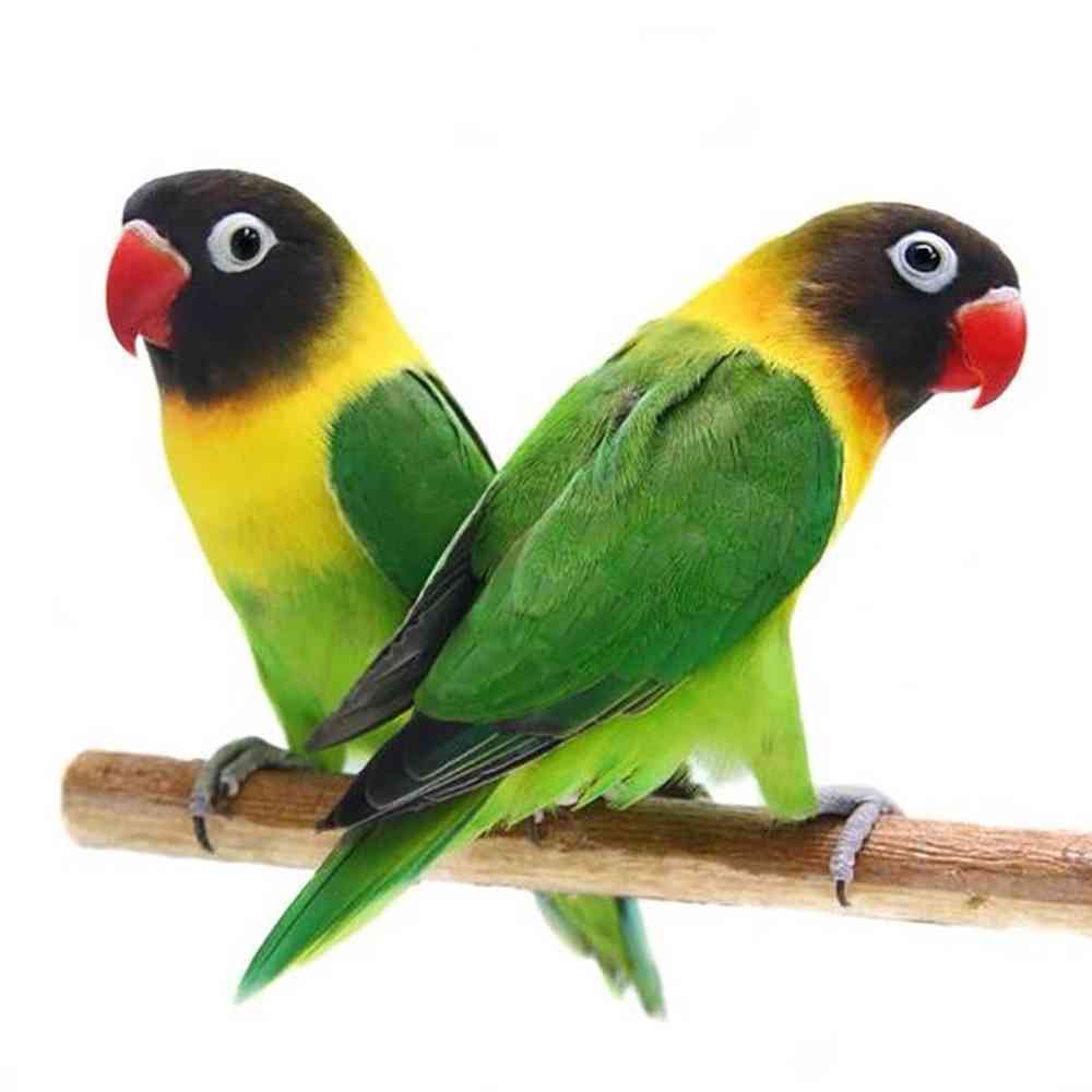 Image of a pet breed in the gallery