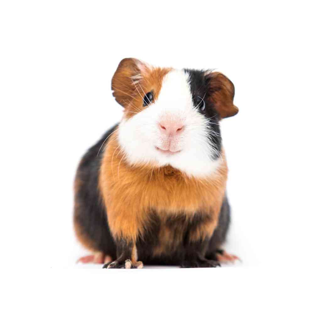 Image of a pet breed in the gallery