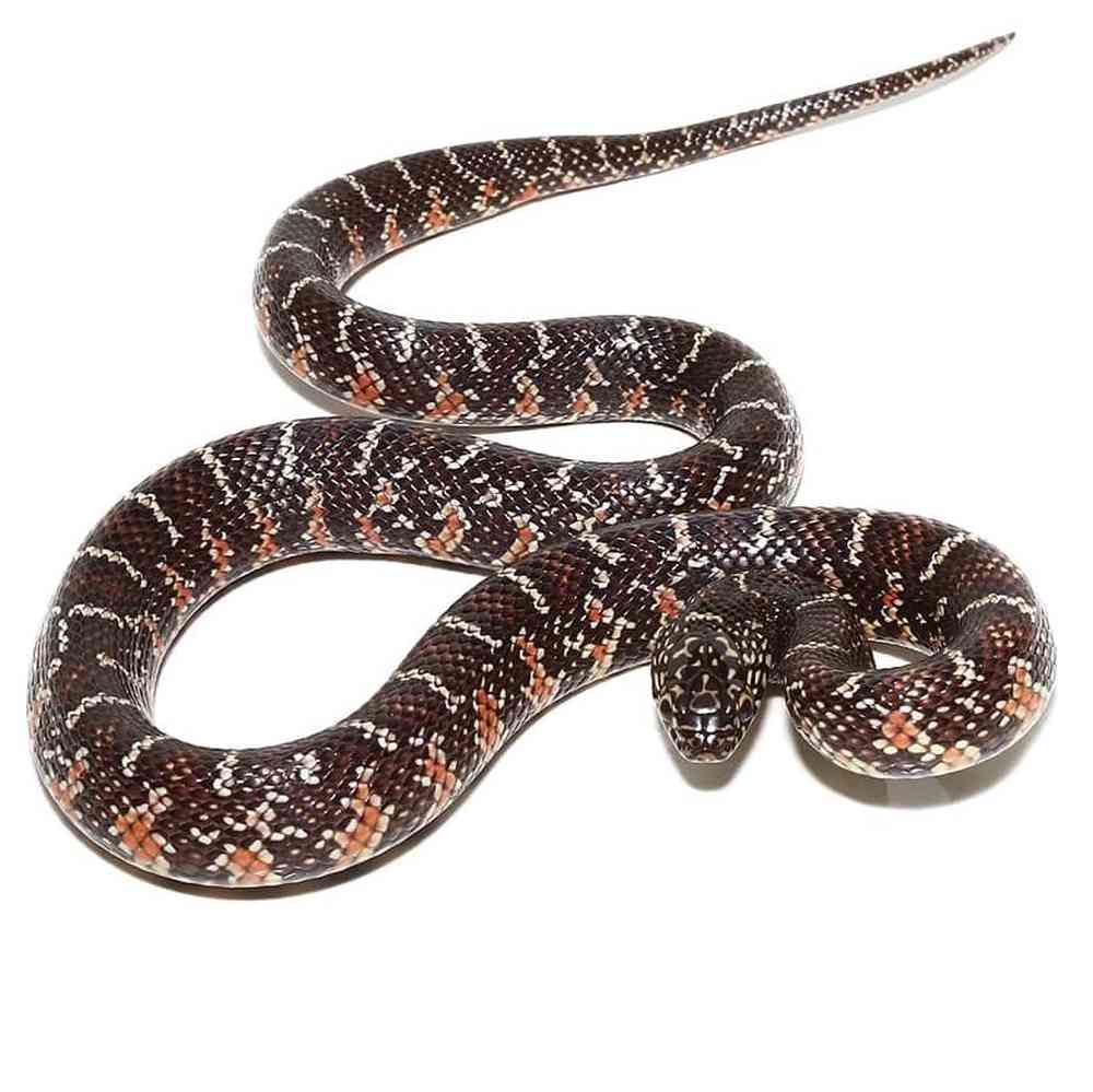 Image of a pet breed in the gallery