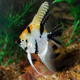 Angel Fish