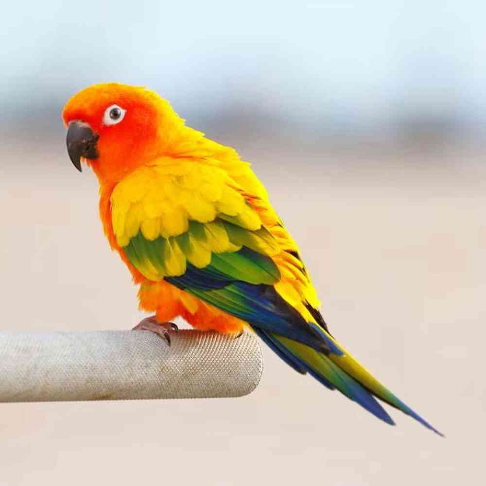 Image of a pet breed in the gallery
