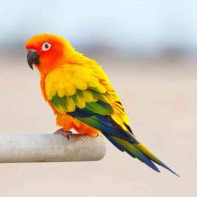 Sun Conure