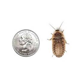 5 large roaches