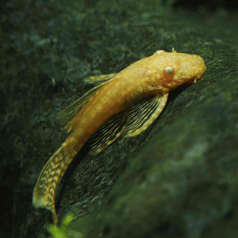 Image of a pet breed in the gallery