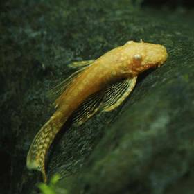 plecostomus