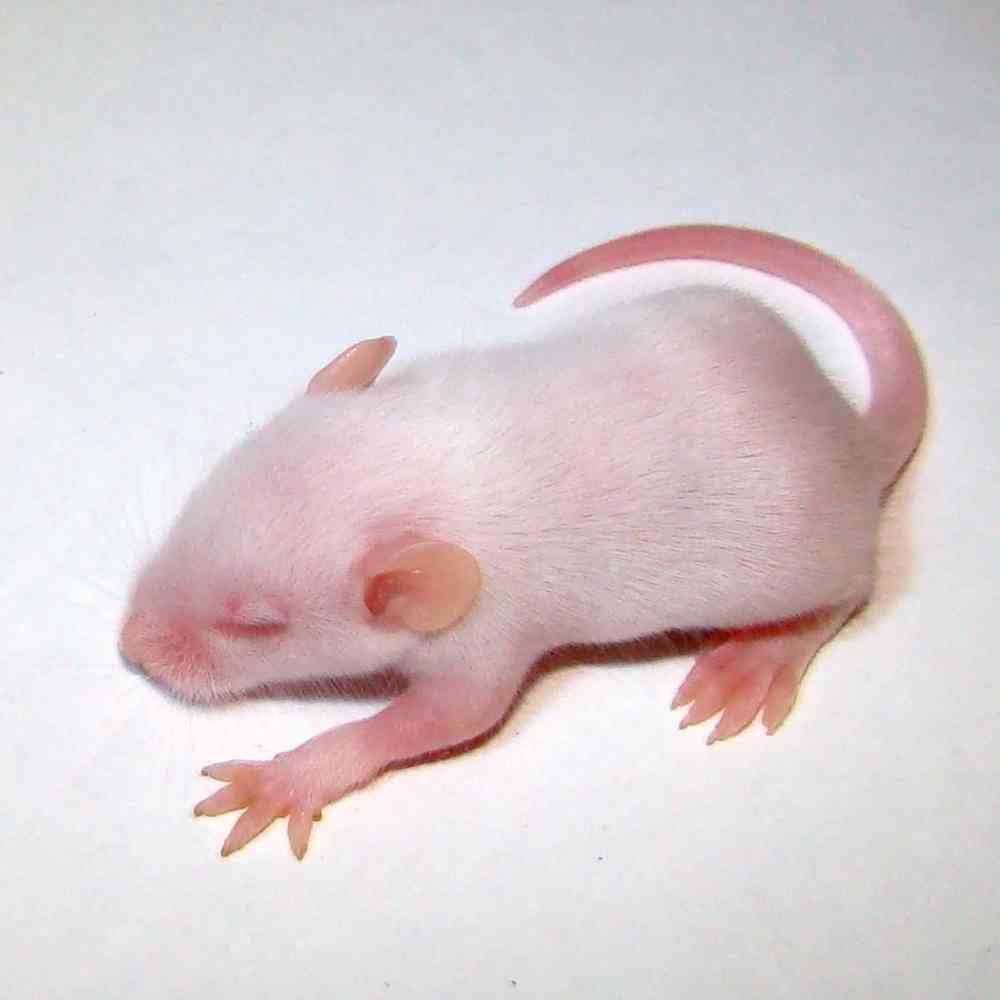 Image of a pet breed in the gallery