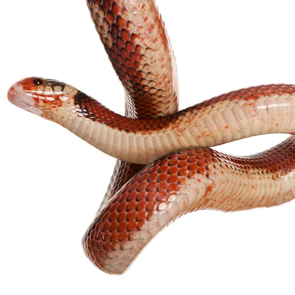 Image of a pet breed in the gallery