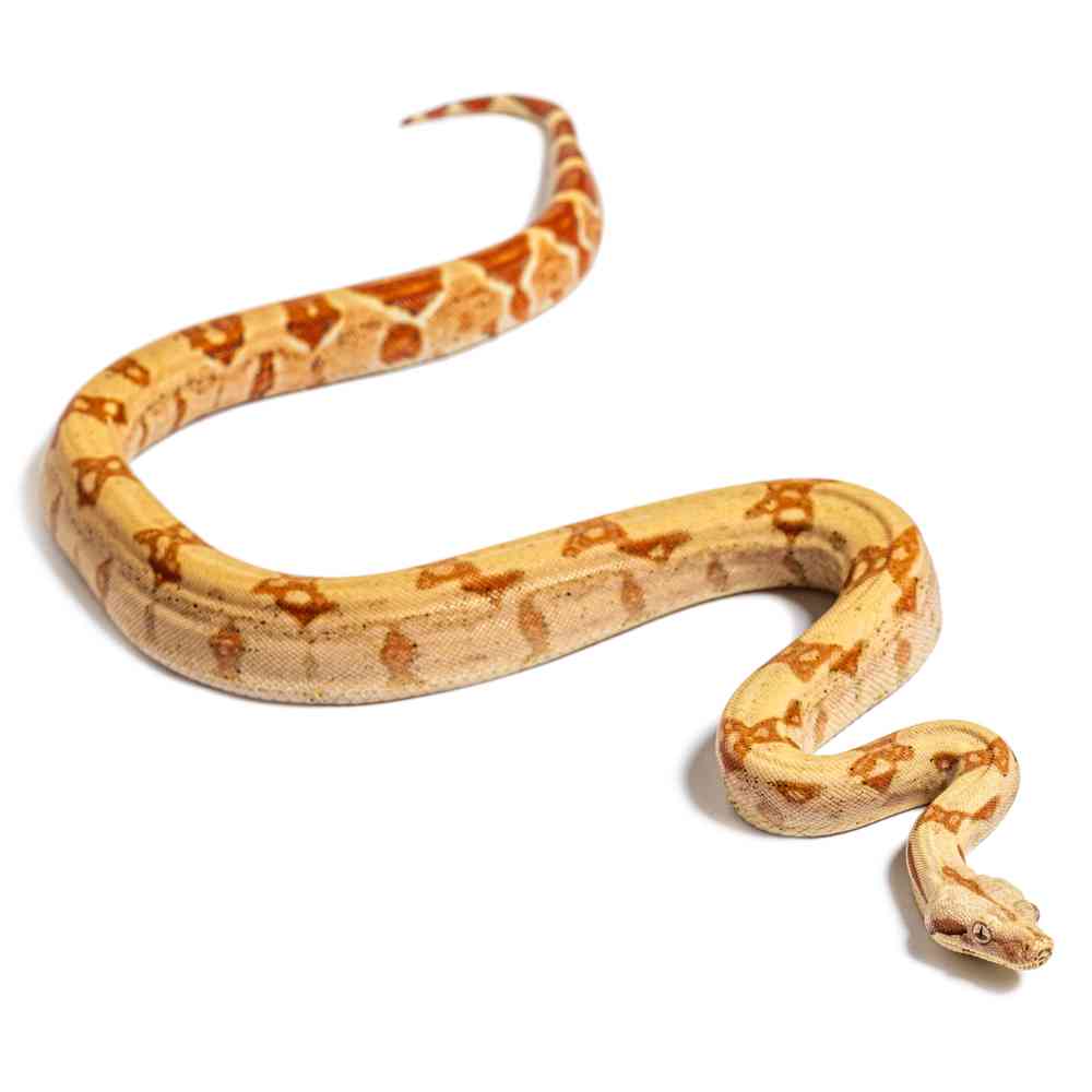 Image of a pet breed in the gallery