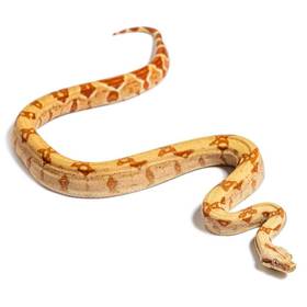 Red-Tailed Boa