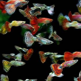Fancy Guppy