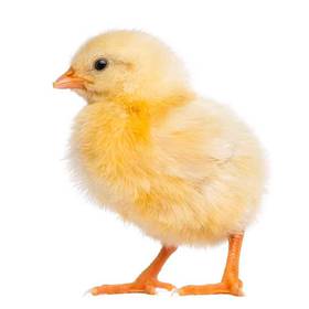 Frozen Feeder Chick