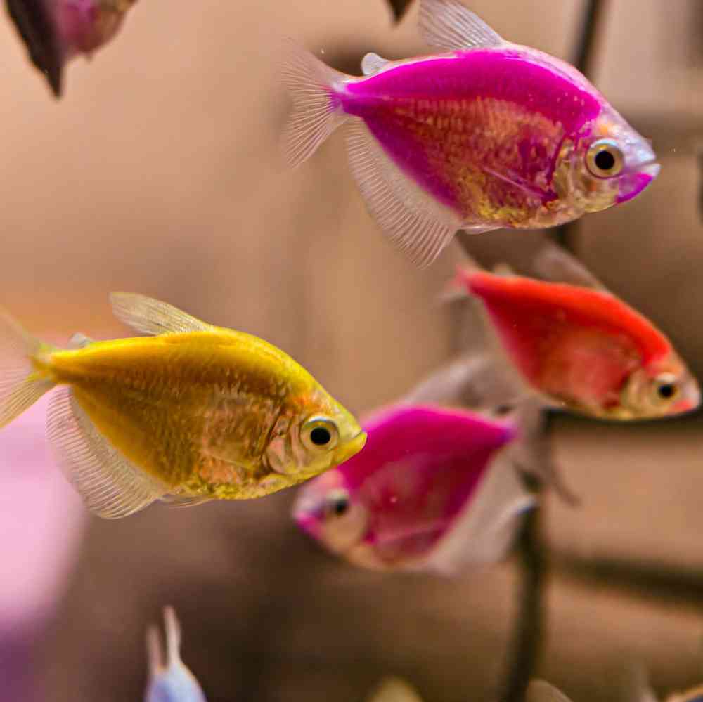 Image of a pet breed in the gallery