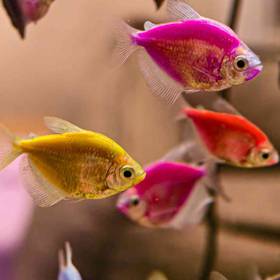 Glofish