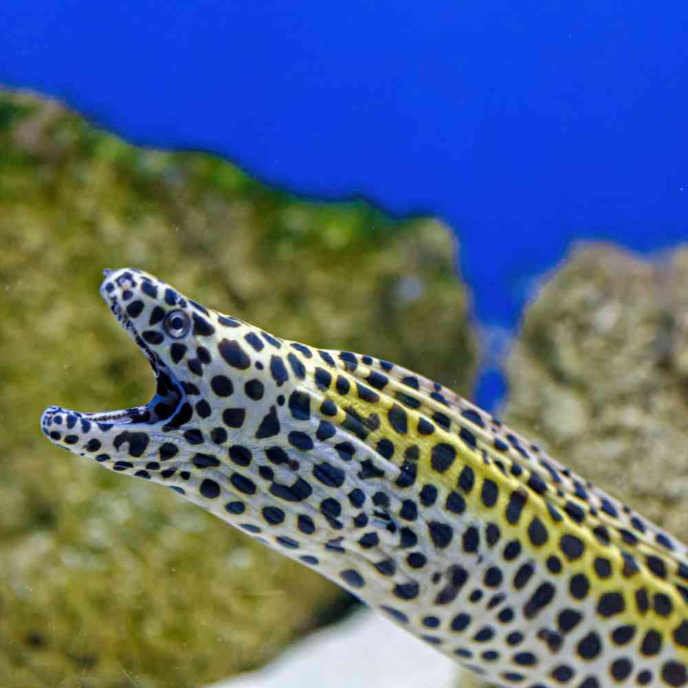 Image of a pet breed in the gallery