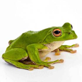 Green Tree Frog