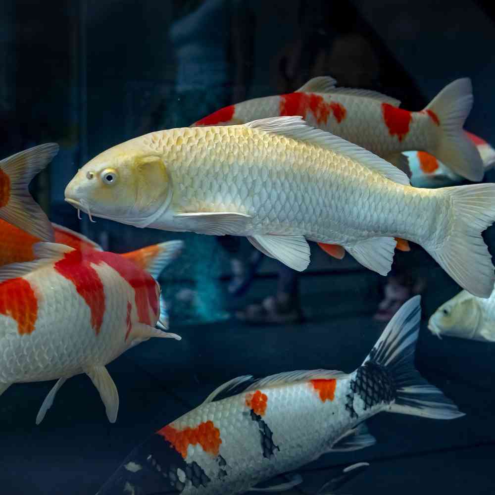 Image of a pet breed in the gallery