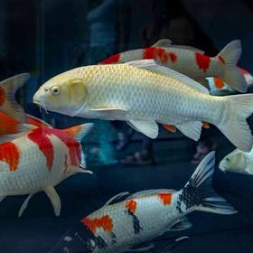 Koi