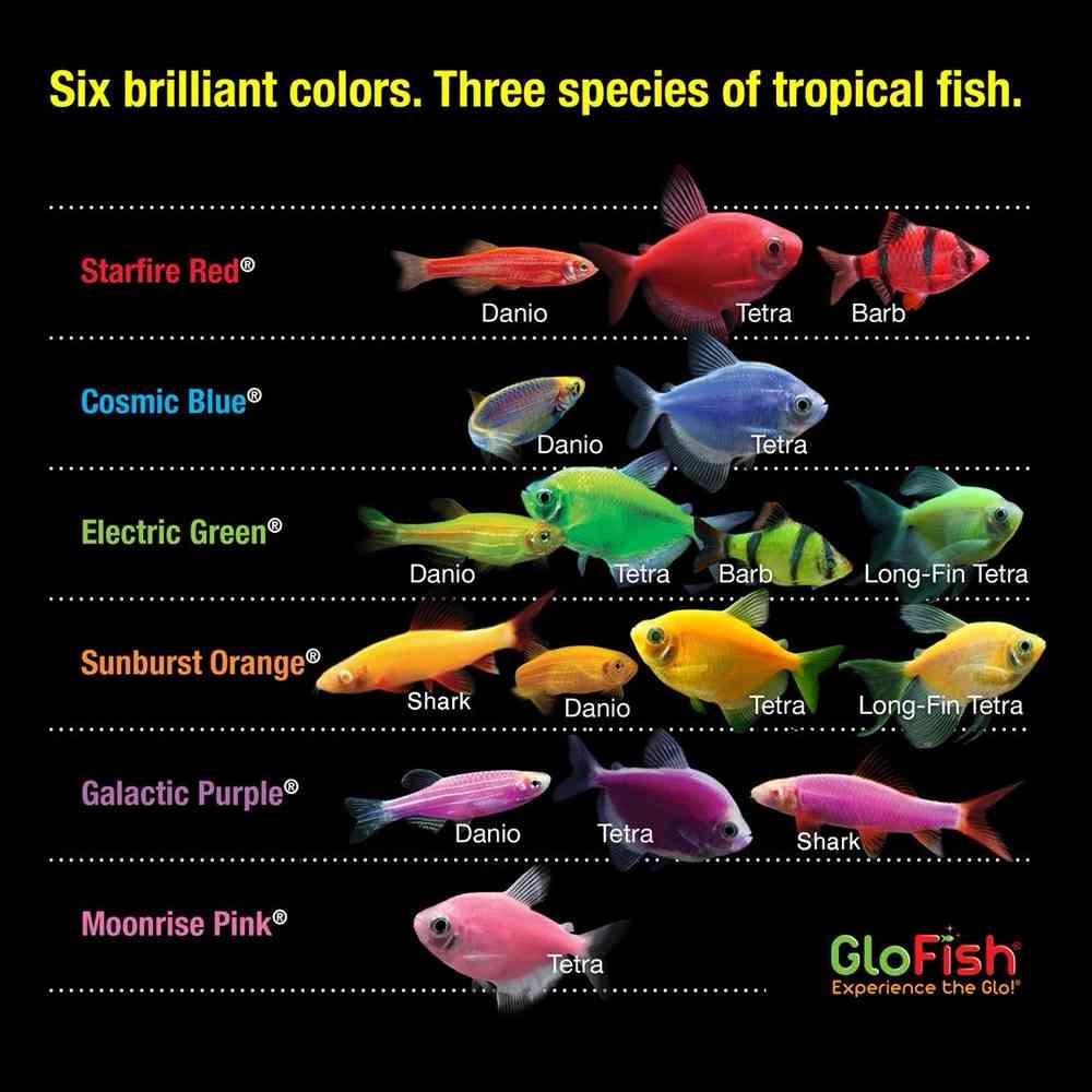 Image of a pet breed in the gallery