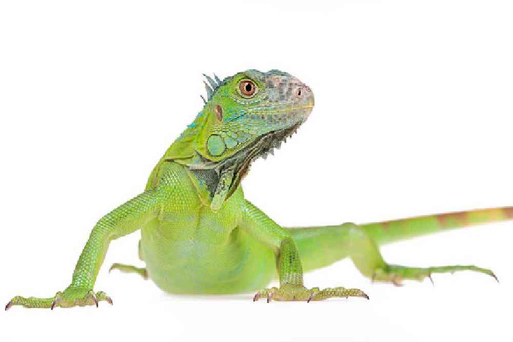Image of a pet breed in the gallery