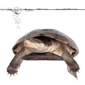 African Sideneck Turtle