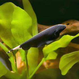 Knife Fish