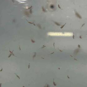 Live Brine Shrimp