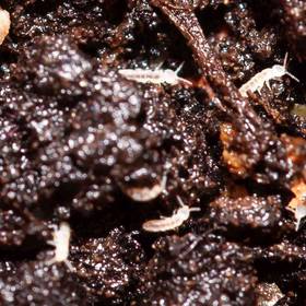 Springtails