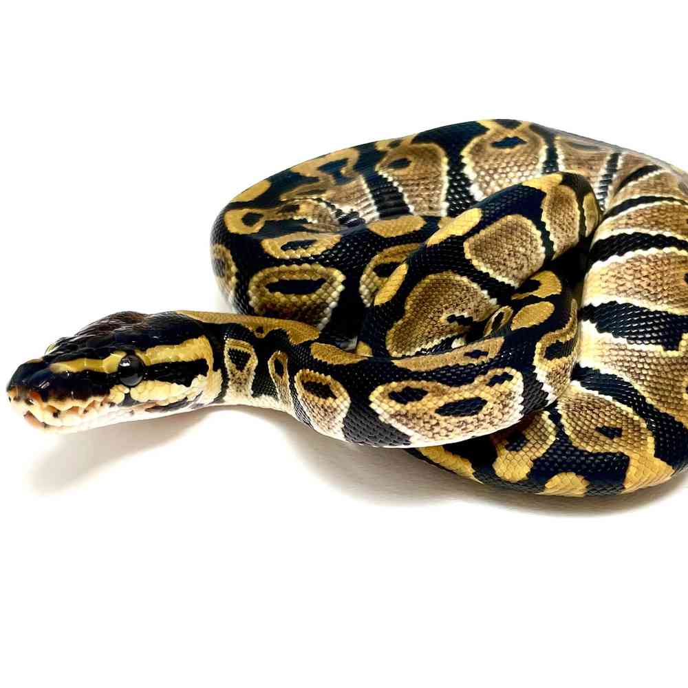 Image of a pet breed in the gallery