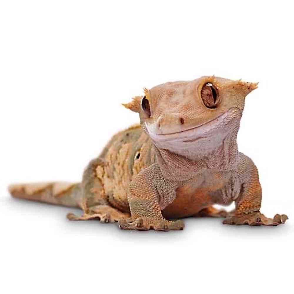 Image of a pet breed in the gallery