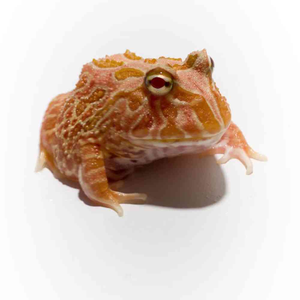 Image of a pet breed in the gallery