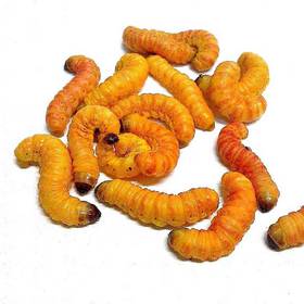 12 Butterworms