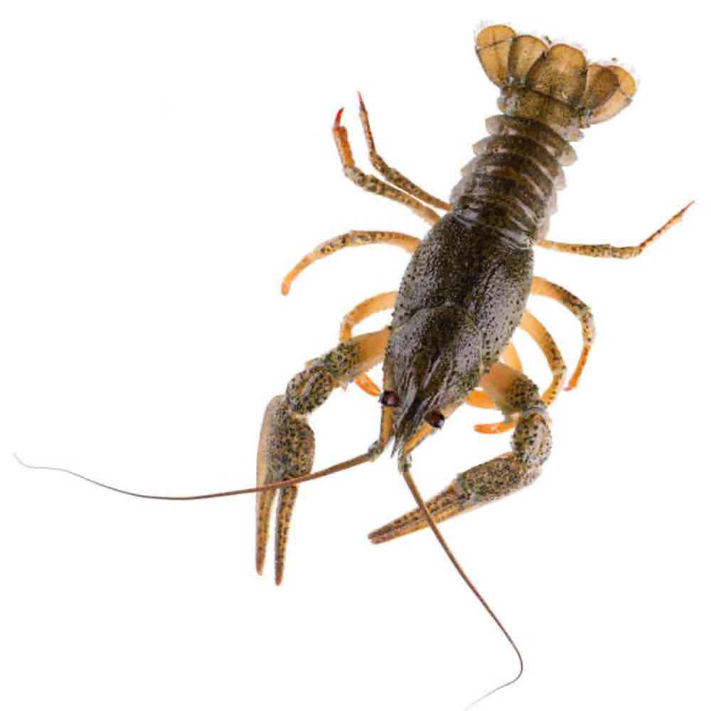 Image of a pet breed in the gallery