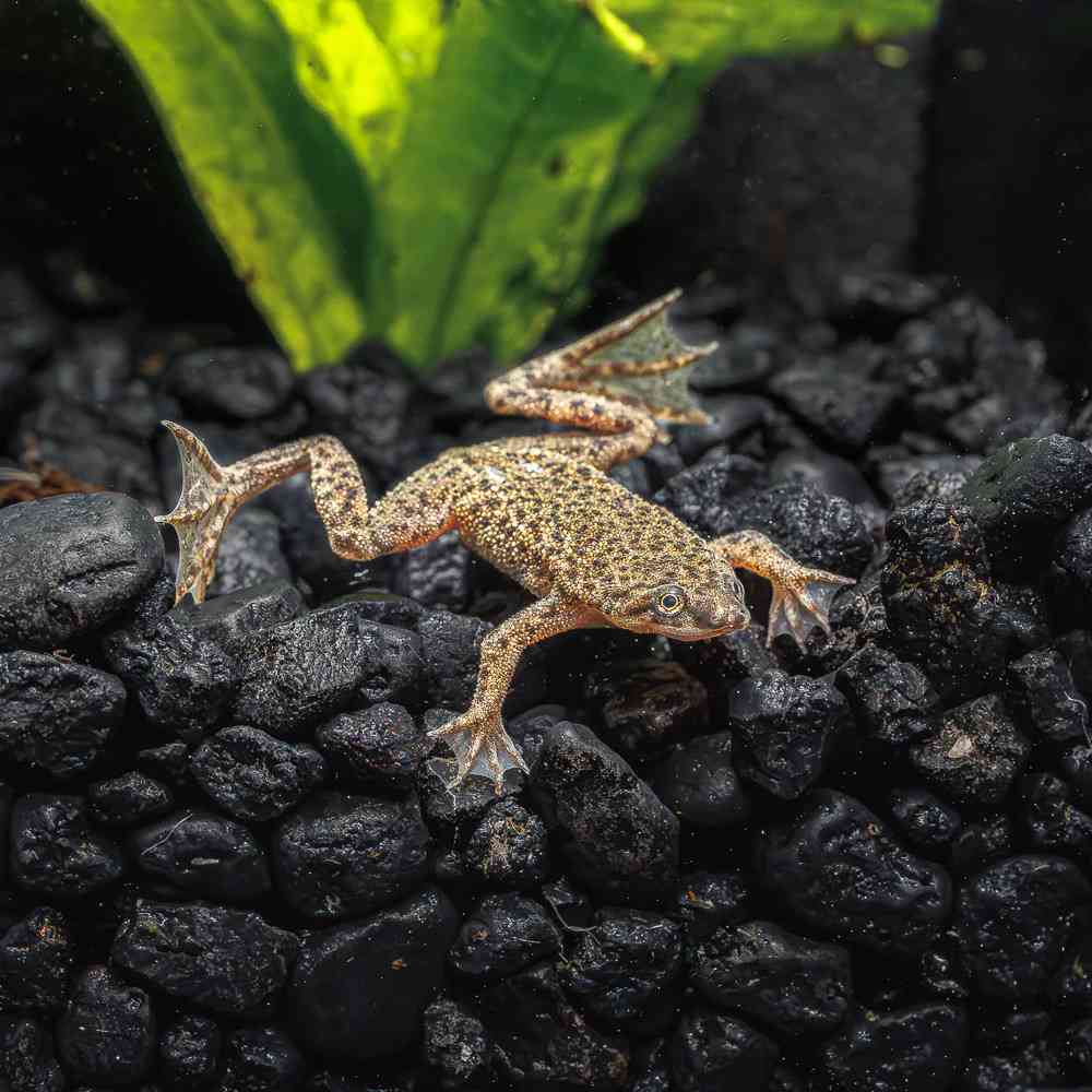 Image of a pet breed in the gallery