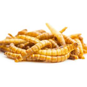 50 Mealworms