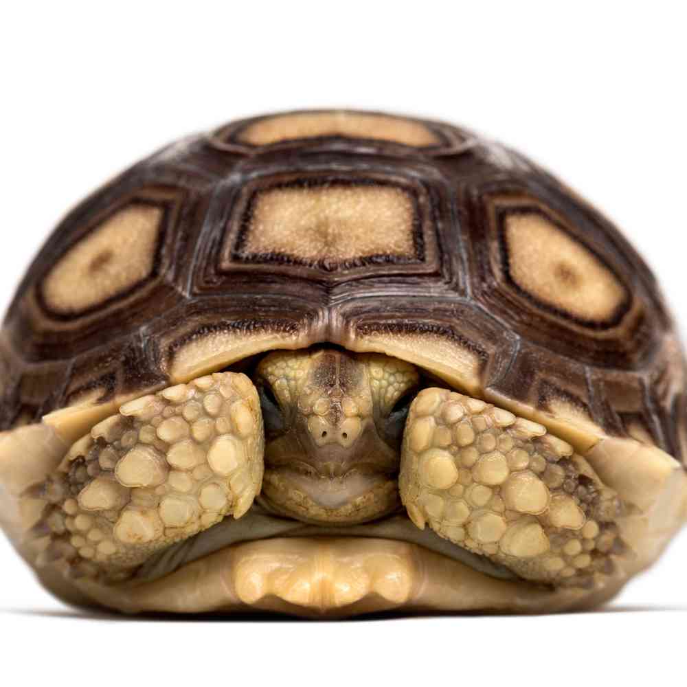 Image of a pet breed in the gallery